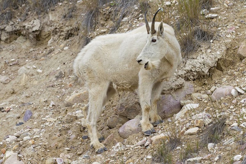 Rocky Mountain goat (Oreamnos americanus) female foraging in rocky slope of mountainside, Jasper National Park, Alberta, Canada, North America