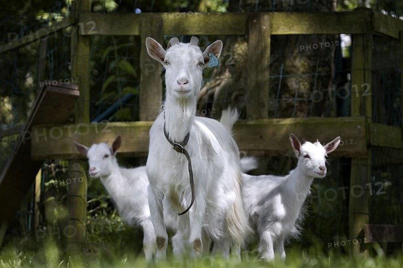 White goat (Capra hircus) with two kids at farm