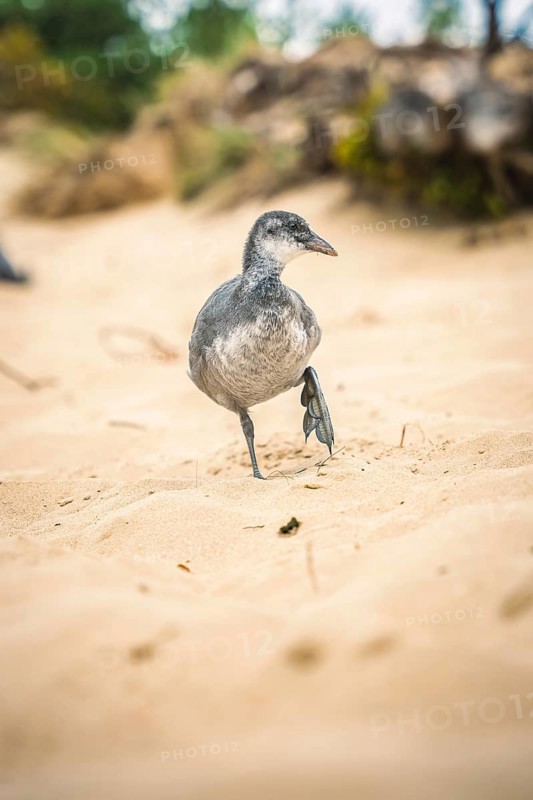 Duck in the National Park, Kennemerland National Park, Zandvoort, Netherlands