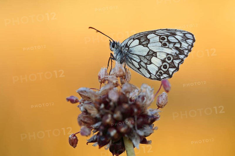 Marbled white (Melanargia galathea) in cold torpor on the flower of rocambole (Allium scorodoprasum), Middle Elbe Biosphere Reserve, Saxony-Anhalt, Germany, Europe