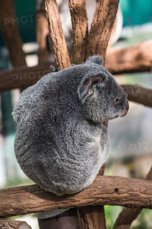 Koala (Phascolarctos cinereus), Lone Pine sanctuary, Brisbane, Queensland, Australia, Oceania