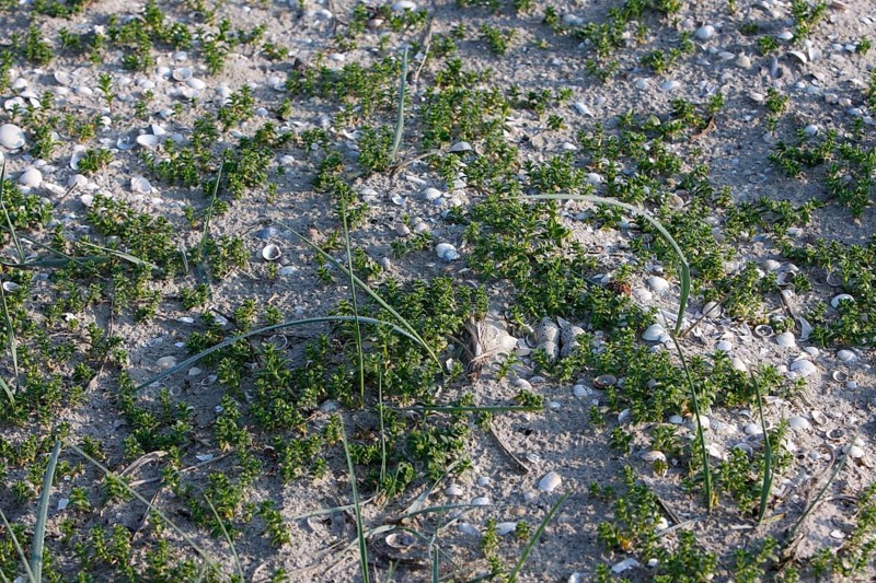 Ringed Plover (Charadrius hiaticula), clutch of eggs on the beach, search image, well camouflaged on the ground, Lower Saxony Wadden Sea National Park, East Frisian Islands, Lower Saxony, Germany, Europe
