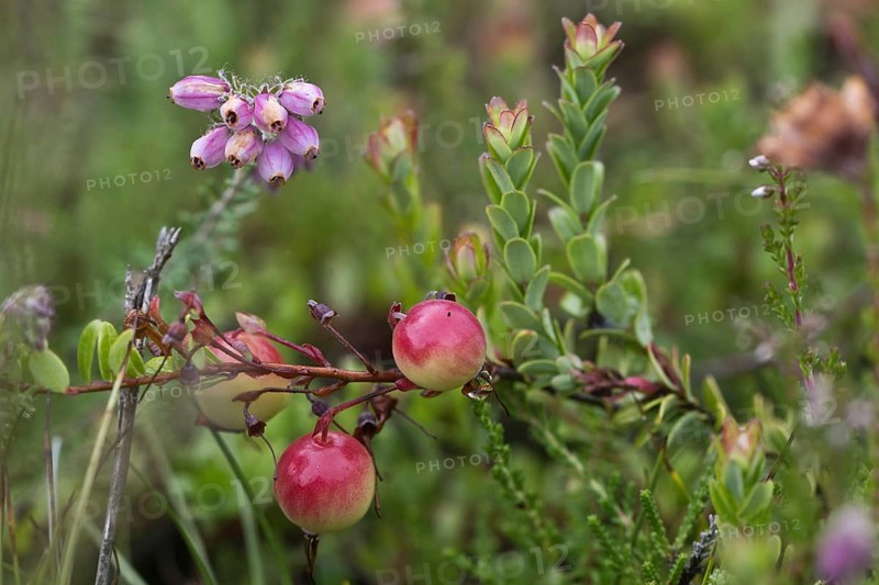 Cranberries (Vaccinium macrocarpon), large-fruited cranberry with bell heather, Terschelling, Netherlands