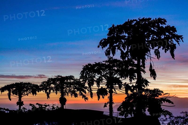 Trees in sunset at sea. Fogo. Cabo Verde. Africa