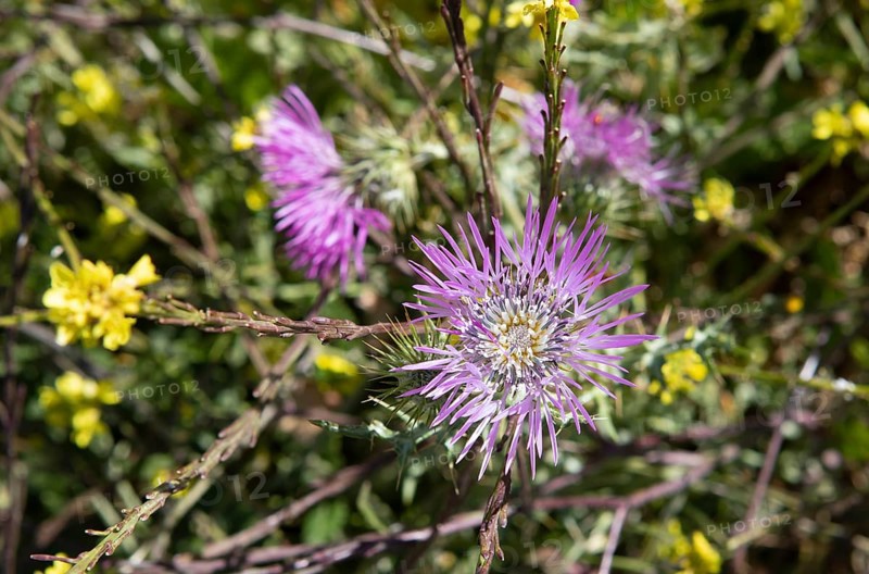 Pink thistle flower (Carduoideae), close-up, Parque Rural del Nublo, Las Palmas Province, Gran Canaria, Canary Islands, Spain, Europe