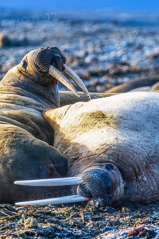 Walruses resting on a beach at the Arctic Ocean, Svalbard, Norway, Europe