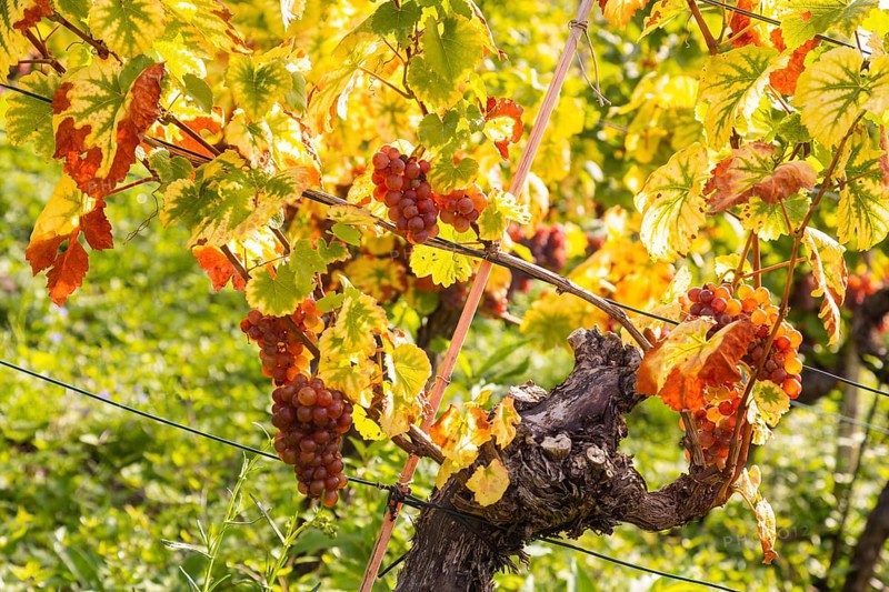Saxon State Winery Schloss Wackerbarth invites the press to the grape grape harvest in the Goldener Wagen vineyard in Radebeul. Here, the winegrowers harvest the grapes for the Traminer Spätlese of the 2022 vintage in Saxony's premium location