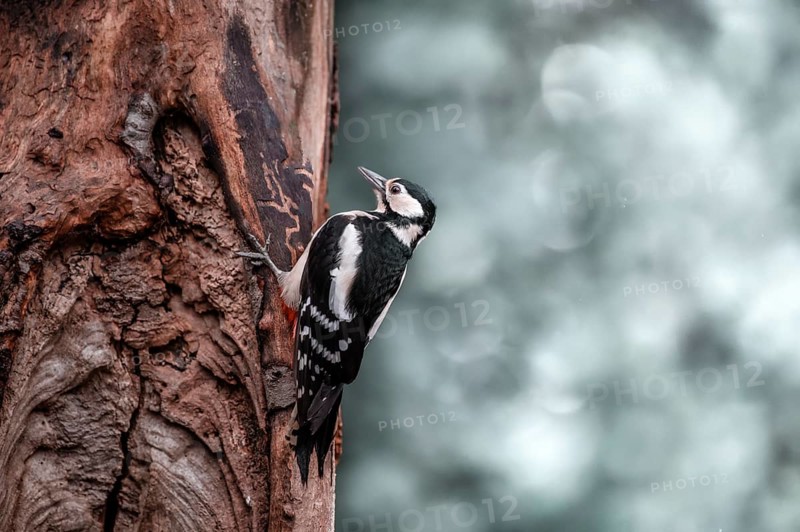Great spotted woodpecker (Dendrocopos major), hanging from a brown tree trunk on the right side, looking to the left, background bright and blurred with bokeh circles, Overijssel, Netherlands