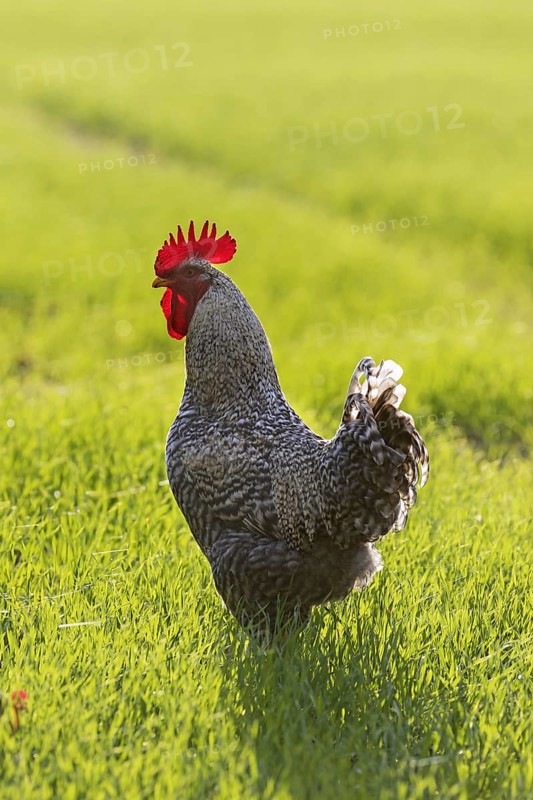 Plymouth Rock chicken, American breed of domestic chickens, free range Barred Rock cock, rooster in meadow at farm