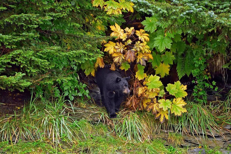 American Black Bear (Ursus americanus) coming out of the forest, rainforest, Prince William Sound, Alaska, USA, North America