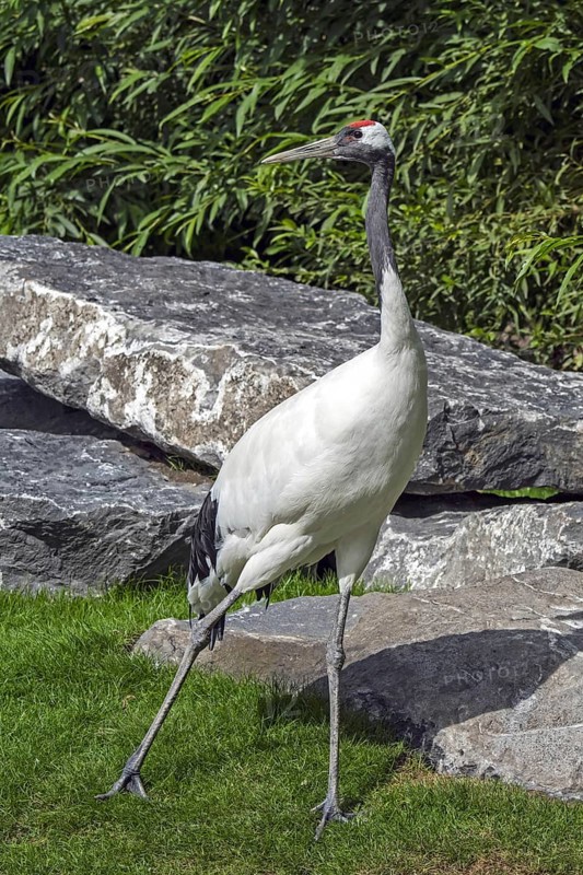 Red-crowned crane (Grus japonensis), Japanese crane, Manchurian crane native to Siberia and northeastern China