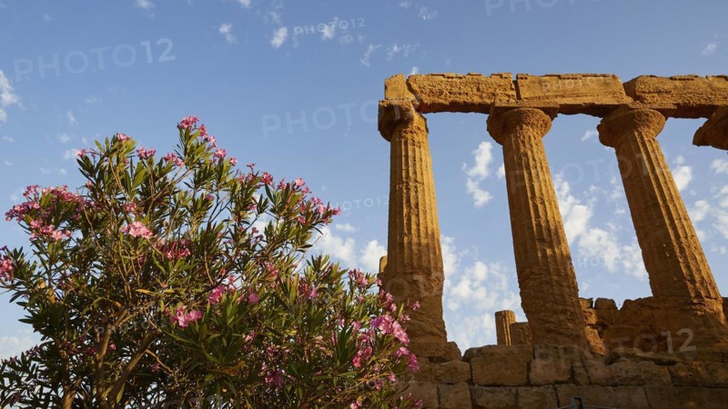 Evening light, row of columns, chapter, entablature, oleander bush, Hera temple, valley of the temples, valle dei templi, Agrigento, Sicily, Italy, Europe