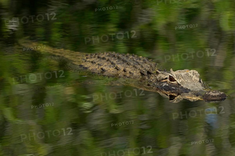 American alligator (Alligator mississippiensis), in a swamp landscape, Everglades National Park, Florida, USA, North America