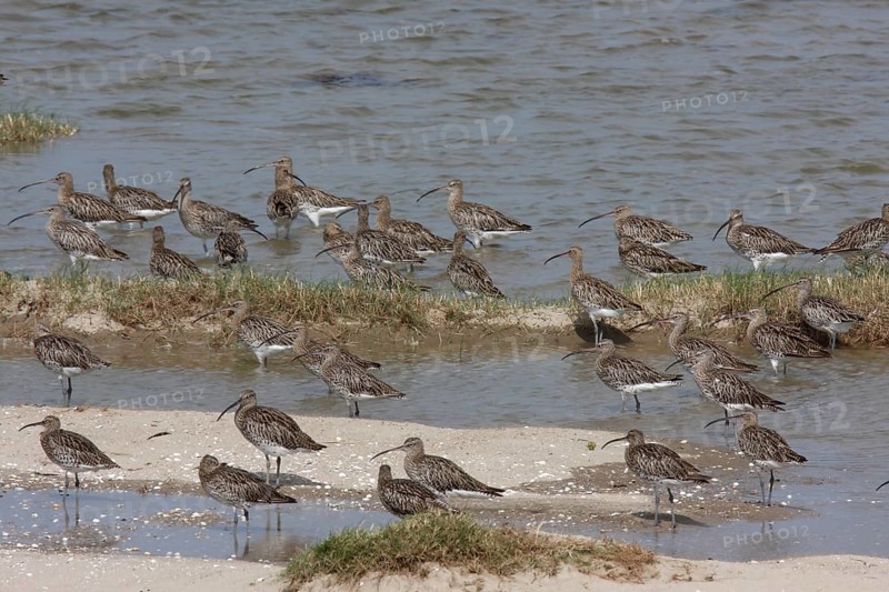Eurasian curlew (Numenius arquata), resting troop on the mudflats during autumn migration off the island of Minsener Oog, Lower Saxony Wadden Sea National Park, East Frisian Islands, Lower Saxony, Germany, Europe