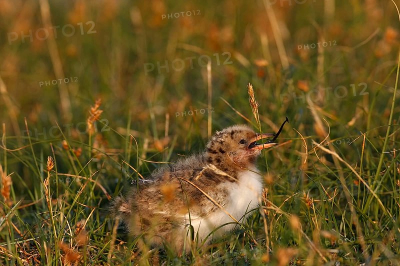 Common Tern (Sterna hirundo), young bird well camouflaged in the salt marsh, jumper, young bird with sea needle in its beak, feeding, Lower Saxony Wadden Sea National Park, East Frisian Islands, Lower Saxony, Germany, Europe