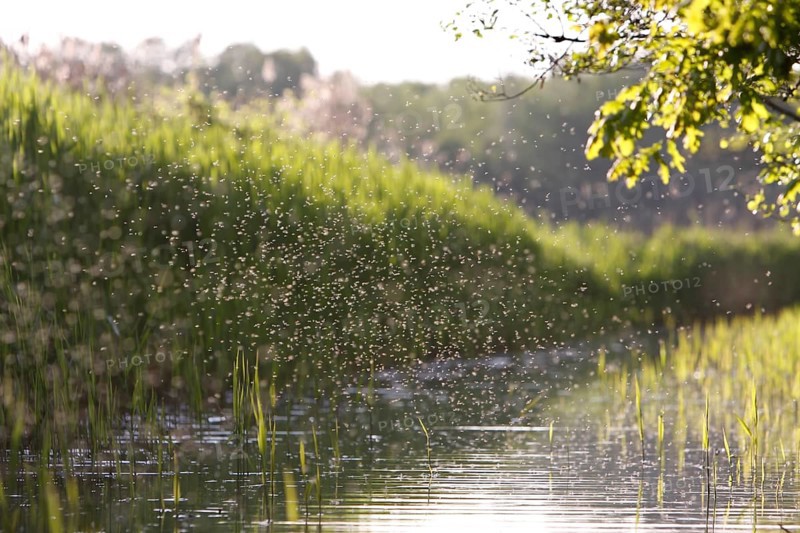 Dancing swarm of mosquitoes against the light, Müritz National Park, Mecklenburg-Vorpommern, Germany, Europe