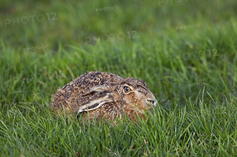 European Brown Hare (Lepus europaeus) lying hidden in meadow with ears flat