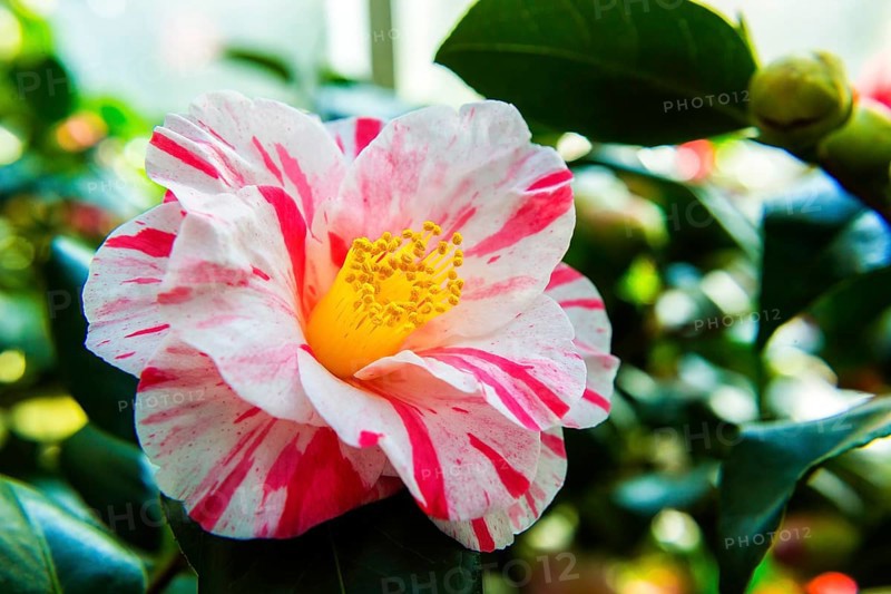 Zuschendorf Country Castle Camellia Show