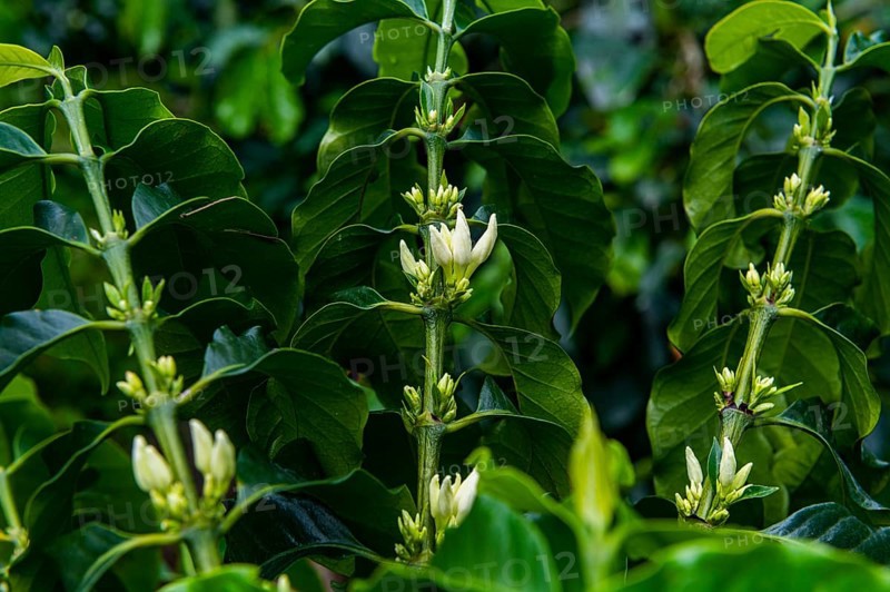 Coffee bushes and beans, Coffee farm Hacienda Venecia, Zona Cafetera, Colombia, South America