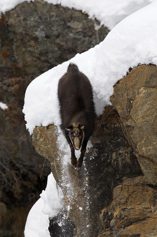 Chamois (Rupicapra rupicapra) coming down sheer rock face in the snow in winter, Gran Paradiso National Park, Italian Alps, Italy, Europe