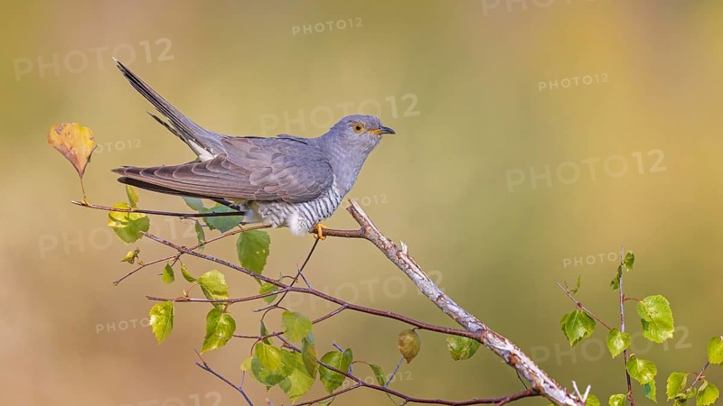 Common cuckoo (Cuculus canorus) calling, courting, male on small birch, calling station, Middle Elbe Biosphere Reserve, Saxony-Anhalt, Germany, Europe