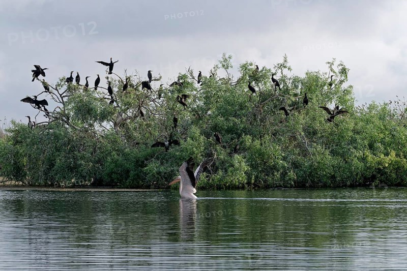A pelican lands on the water in Lacul Isaccel in front of a colony of cormorants perched on a bush. UNESCO Danube Delta Biosphere Reserve. Munghiol, Tulcea, Romania, Southeast Europe, Europe