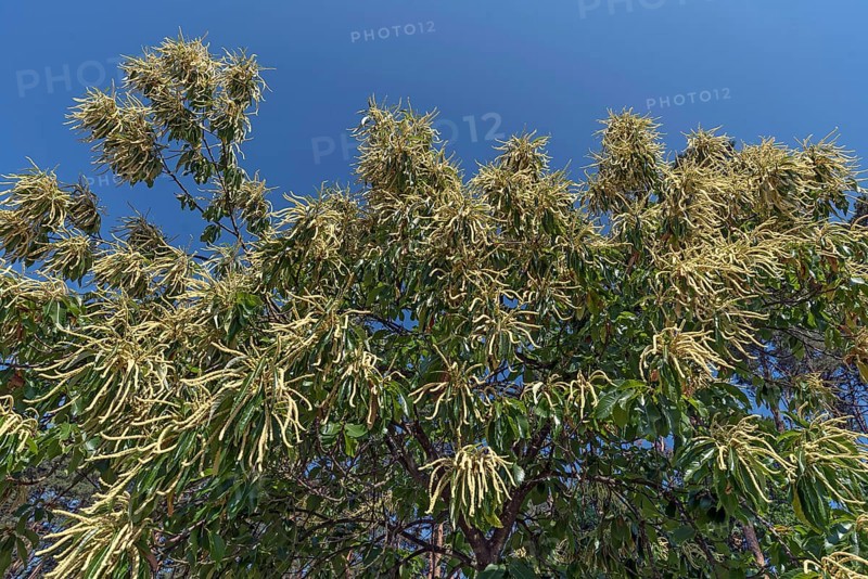 Flowering sweet chestnut (Castanea sativa), blue sky, Bavaria, Germany, Europe