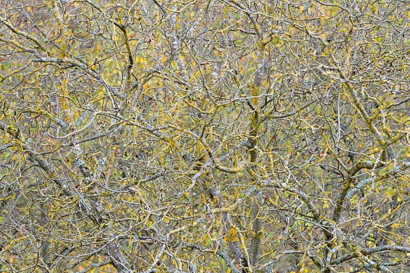 Persian walnut (Juglans regia), tree crown, branches and twigs covered with lichen, Moselle, Rhineland-Palatinate, Germany, Europe