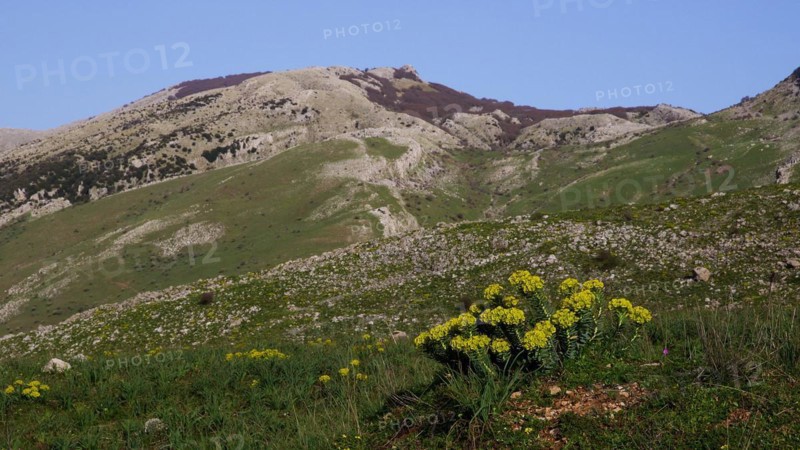 Hilly landscape, rocks, meadow, yellow flowers, Madonie National Park, spring, Sicily, Italy, Europe