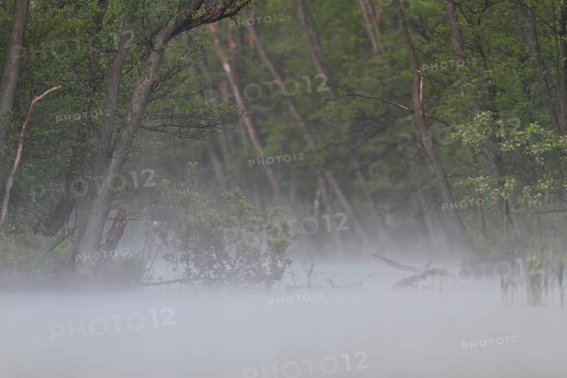 Alder forest with fog in spring, Müritz National Park, Mecklenburg-Western Pomerania, Germany, Europe