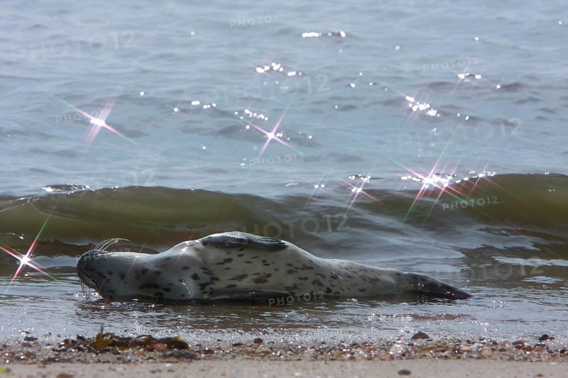 Common harbor seal (Phoca vitulina), howler in the surf, juvenile, Lower Saxony Wadden Sea National Park, Lower Saxony, Germany, Europe