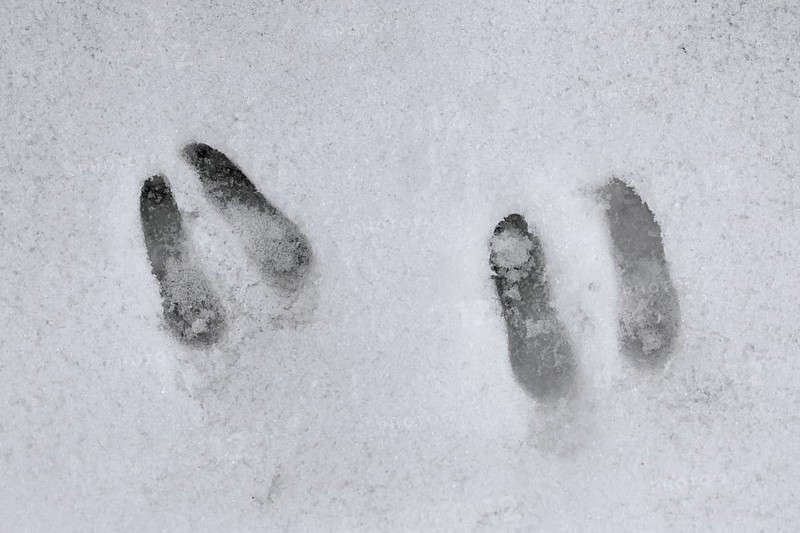 Chamois (Rupicapra rupicapra) close up of footprints in the snow in winter