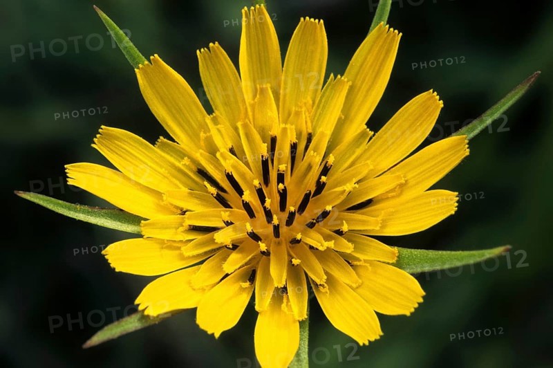 Meadow Salsify (Tragopogon pratensis), Showy Goat's-beard, Meadow Goat's-beard, Jack-go-to-bed-at-noon in flower