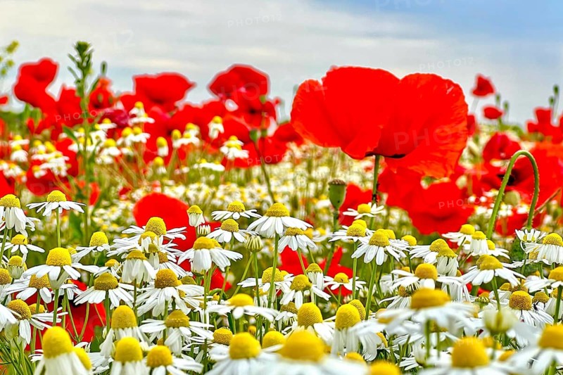 Poppy (Papaver) wild chamomile (Matricaria chamomilla) Flowering strip, sunrise, summer meadow, poppy, bee pasture, backlight, grazing light, Saxony-Anhalt, Germany, Europe