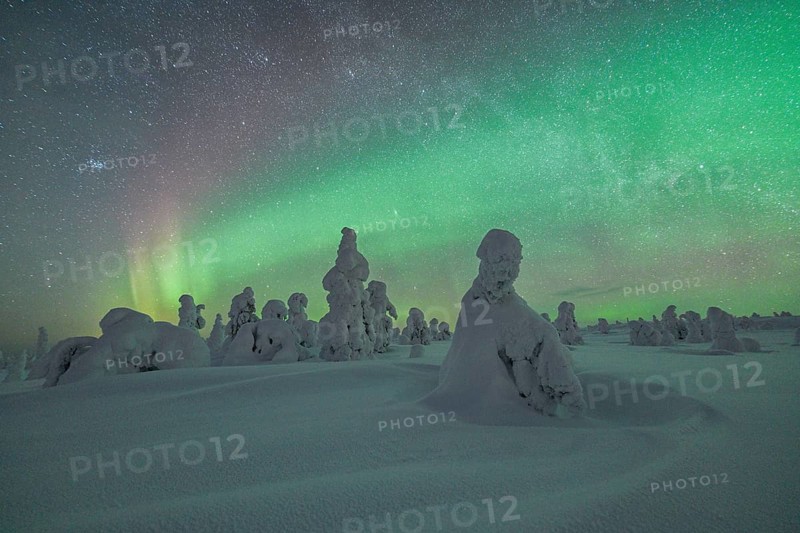 Northern Lights over Snowed-in Trees, Winter Landscape, Riisitunturi National Park, Posio, Lapland, Finland, Europe