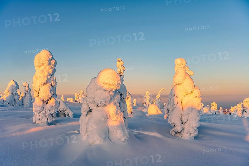 Snowed-in trees, winter landscape, Riisitunturi National Park, Posio, Lapland, Finland, Europe