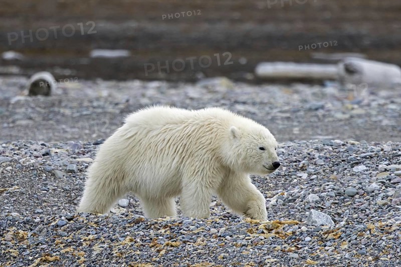 Young solitary polar bear (Ursus maritimus) cub foraging on shingle beach along the Svalbard coast in summer, Spitsbergen