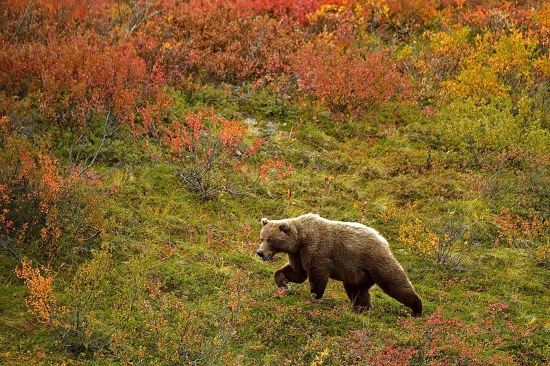 Grizzly bear (Ursus arctos horribilis) striding across the autumn-coloured tundra with a view of the coloured berry bushes, Denali National Park, Alaska, USA, North America