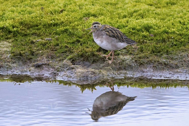Red phalarope, young grey phalarope (Phalaropus fulicarius) juvenile calling from lake shore in summer, Svalbard, Spitsbergen, Norway, Europe