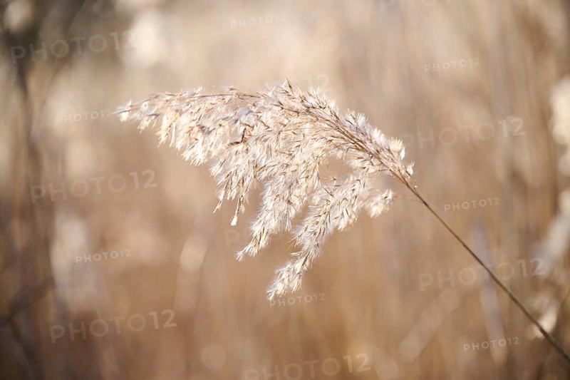 Common reed (Phragmites australis) seeds, detail, Upper Palatinate, Bavaria, Germany, Europe