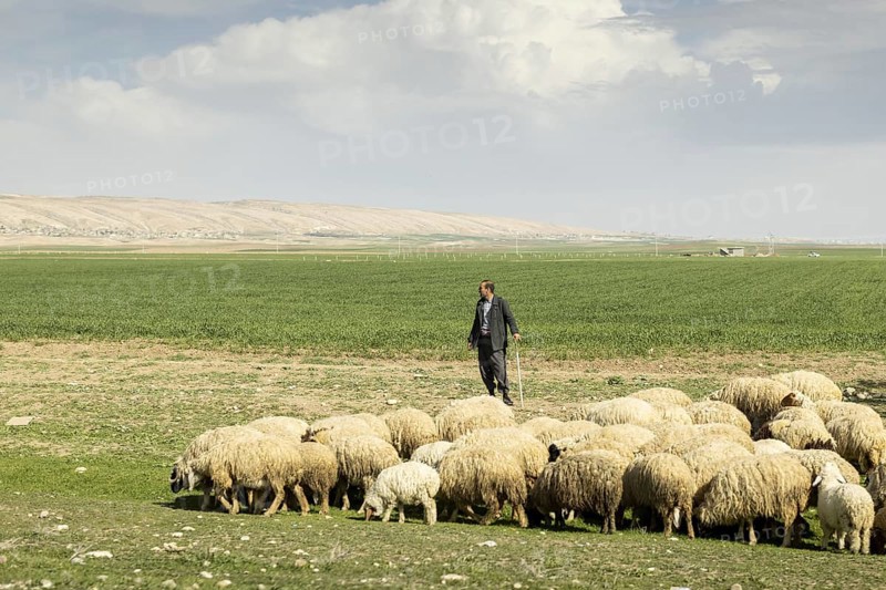 Hirte mit Schafen in der Naehe von Zakho, 08.03.2023
