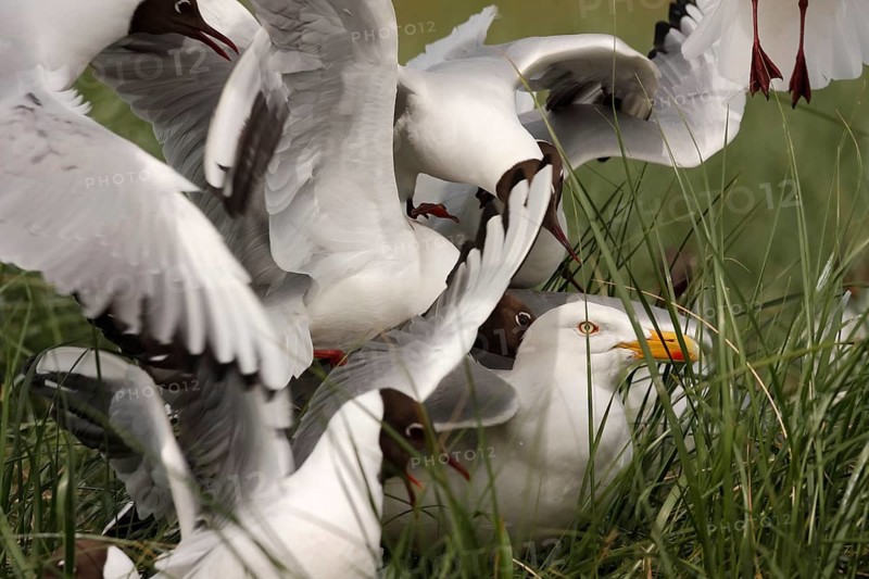 Black-headed Black-headed Gull (Chroicocephalus ridibundus), predation defence, collective defence against nest predators, defence against a european herring gull (Larus argentatus), Lower Saxon Wadden Sea National Park, East Frisian Islands, Lower Saxony, Germany, Europe