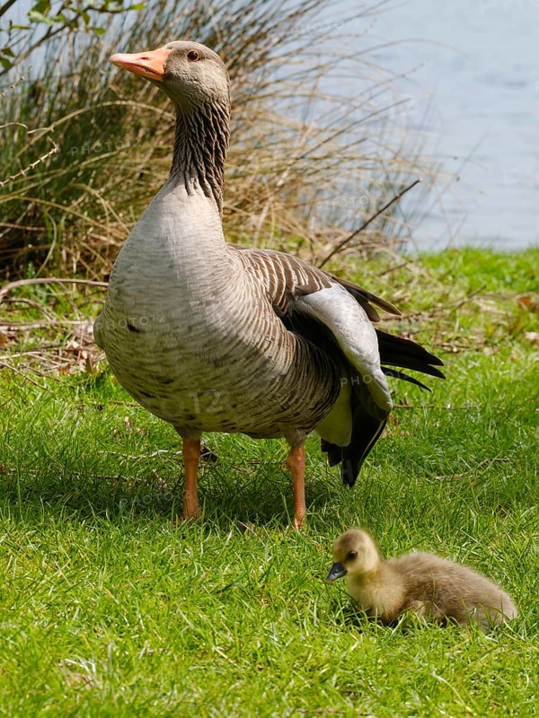 Greylag Goose (Anser anser) with chicks at Lake Vienenburg, Vienenburg, Goslar, Harz, Lower Saxony, Germany, Europe