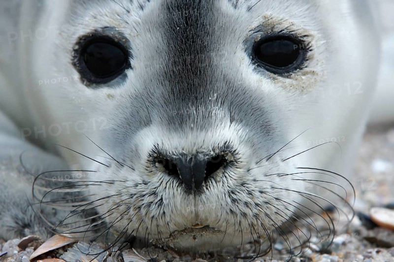 Harbor seal (Phoca vitulina), portrait of a howler, pup on the beach, Lower Saxony Wadden Sea National Park, Lower Saxony, Germany, Europe