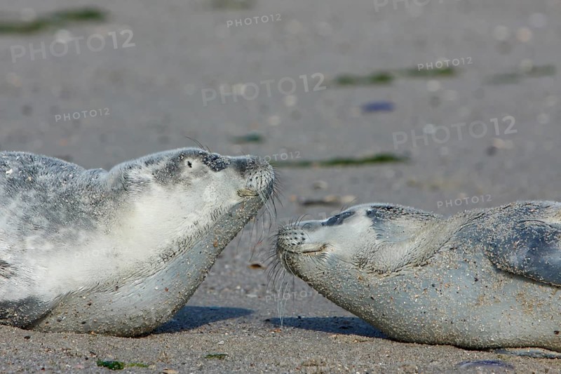 Common harbor seal (Phoca vitulina), two howlers on the beach, two juveniles, Lower Saxony Wadden Sea National Park, Lower Saxony, Germany, Europe
