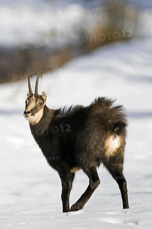 Chamois (Rupicapra rupicapra) showing white rump in the snow in winter, Gran Paradiso National Park, Italian Alps, Italy, Europe