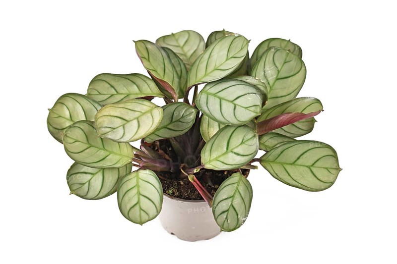 Tropical 'Ctenanthe Burle Marxii Amagris' houseplant with dark green vein pattern on white background