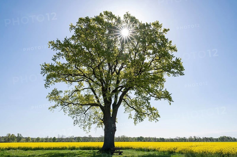 English oak (Quercus robur), solitary standing next to a flowering rape (Brassica napus), backlit with sunstar, Lower Saxony, Germany, Europe
