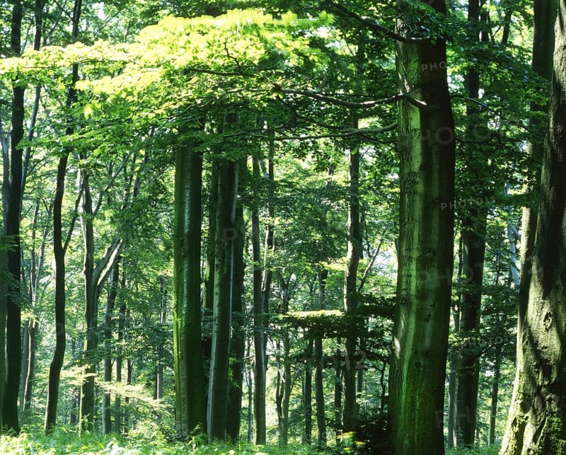 DEU, Germany: The historical slides from the times 80-90s . a.o. Harz. Forest in the Hochwald, 80s