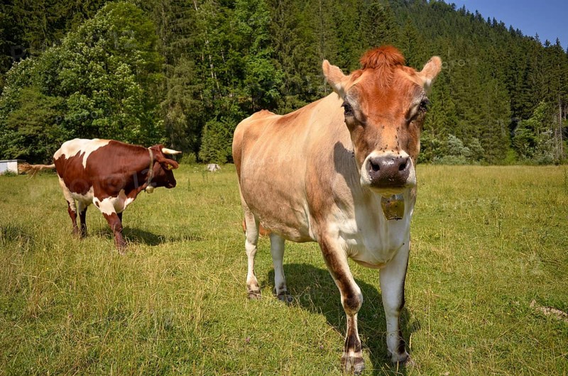 Cows on the Rötelmoosalm in Chiemgau near Ruhpolding, Bavaria, Germany, Europe